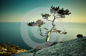 Tree and sea at sunset. Crimea landscape photo