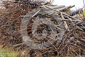 Tree sections, plant waste and wood in pile