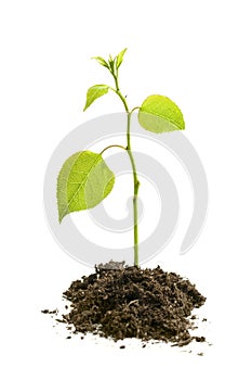 Tree Seedling Growing Isolated on White