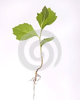 Tree seedling with root isolated on white