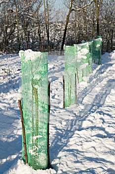 Tree seedlings protected with green mesh