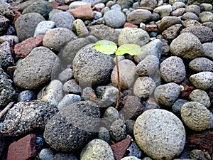 Tree seeds grow between rocks