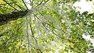 Tree seen from below in the Park of Foreste Casentinesi in Tuscany, Italy.