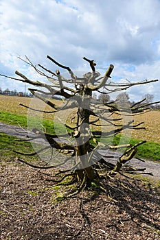 Radical tree pruning in spring photo