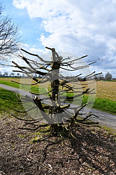 Radical tree pruning in spring photo