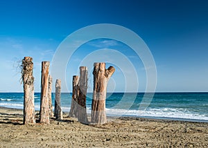 Tree Sentinels on a beach in Marbella, Spain