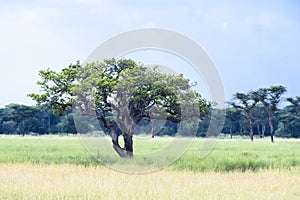 Tree in the Serengeti, Tanzania, Africa, Sausage Tree, typical African Tree in Savannah