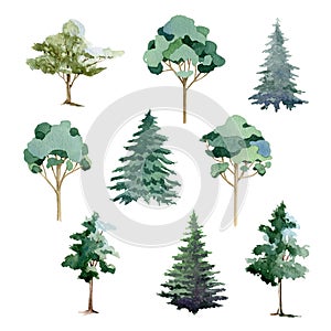 Tree set watercolor illustration. Hand drawn eucalyptus, pine, fir, linden, olive tree collection. Different types of