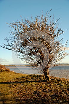 Tree at severn