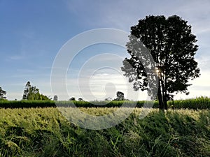 Tree shading on grass field
