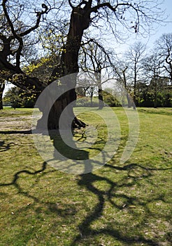 Tree Shadow