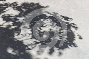 Tree shadow