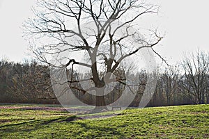 Tree with Shadow