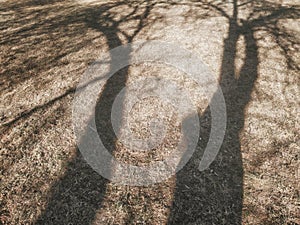 Tree shadow on brown autumn grass lawn. Garden soil with grass and branch shadows on it. Organic natural texture.