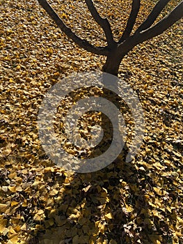 Tree Shadow and Fall Foliage in November