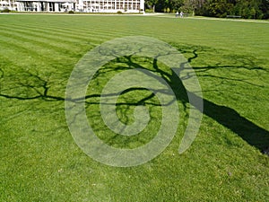 Tree Shadow on the grass. Park in Warsaw, Poland. Photo.