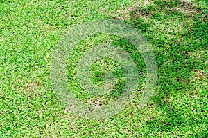 Tree shadow on green grass floor in the park