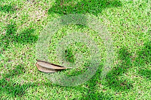 Tree shadow on green grass floor in the park