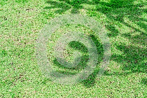 Tree shadow on green grass floor in the park