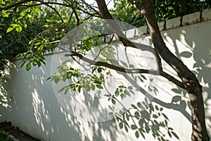 Tree shadow and leaf branch background