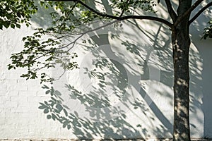 Tree shadow and leaf branch background
