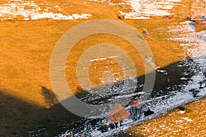 Tree shadow on a mountain with melting snow, with warm sunset colors