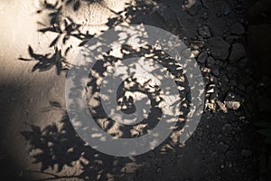 Tree shadow on roots and rocks in Joffre Lakes Provincial Park, Canada