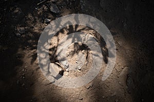 Tree shadow on roots and rocks in Joffre Lakes Provincial Park, Canada