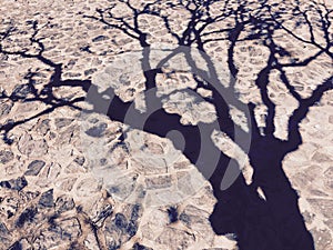 Tree shadow on stone floor