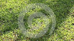 Tree shadow on tropical carpet grass and sprinkling water