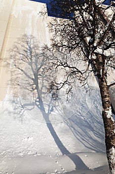 Tree Shadow on Wall