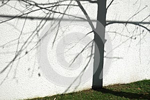 Tree and Shadow