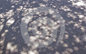 Tree shadows on the concrete pavement floor