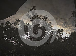 Tree shadows in the morning