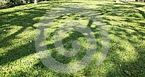 Tree shadows in a park.