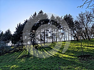 Tree shadows in the park