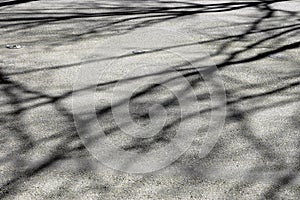 Tree shadows on road