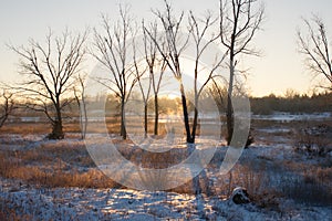 Tree Shadows on the Snow at Sunrise