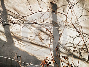 Tree shadows on the wall in a sunny day. Thin tree branches near the wall.