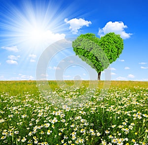 Tree in the shape of heart