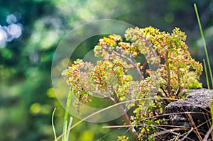 Tree-shaped plant growing on a rock