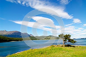 Tree shaped by the wind in patagonia