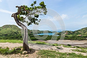 Tree shaped by the wind with view over Rinca Island, Komodo National Park, Indonesia