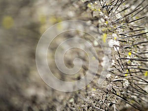 Tree with Sharp Pointy Spike