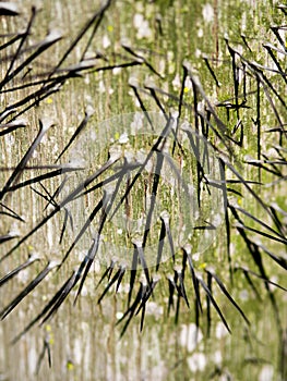 Tree with Sharp Pointy Spike