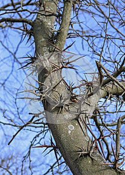 Tree with sharp spikes on trunk.