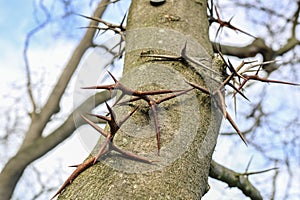 Tree with sharp spikes on trunk.