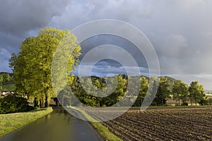 Tree shines in the sunlight after a heavy thunderstorm