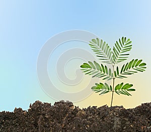 Tree shoot in earth