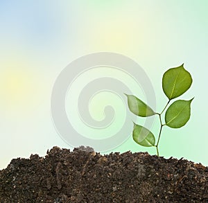 Tree shoot in earth